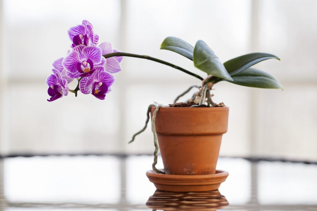 come mi prendo cura di un'orchidea?