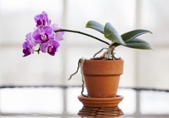 come mi prendo cura di un'orchidea?